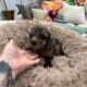 F1b goldendoodles