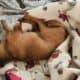BELLA IS LOOKING FOR HER FOREVER HOME
