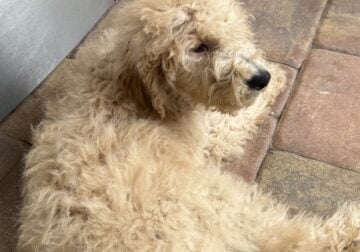 Labradoodle/Goldendoodle- Double Doodle puppies