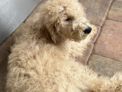 Labradoodle/Goldendoodle- Double Doodle puppies