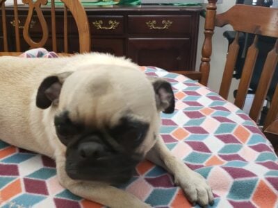 Free Pug Female 3 yrs old