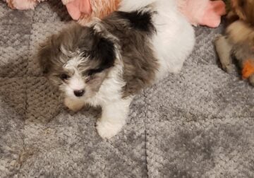 Ready to go Easter gifts, 2 boys, 1 girl Shih Tzu