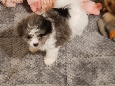 Ready to go Easter gifts, 2 boys, 1 girl Shih Tzu