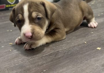 Cane Corso American Bulldog Red Nose Pitbull