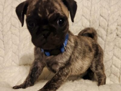 Pug Puppies