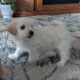 Male Havanese Puppy