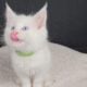 Maine Coon Kittens