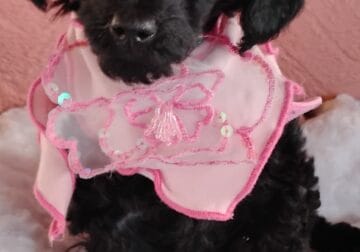 Black AKC Toy Poodle