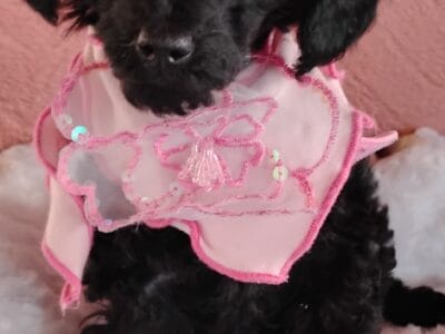 Black AKC Toy Poodle