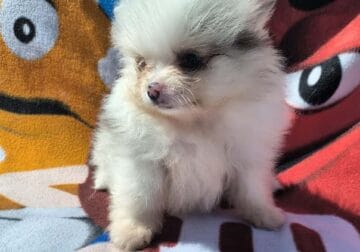 Pomeranian – Merle female