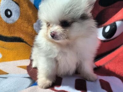 Pomeranian – Merle female