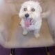 Maltipoo for Sale – Meet Tanner
