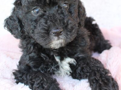 Toy poodles AKC