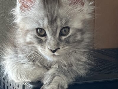 Sweet Rute