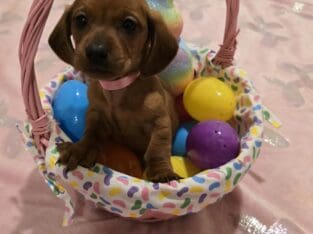 Dachshunds Puppies Reduced