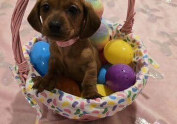 Dachshunds Puppies Reduced