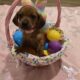 Dachshunds Puppies Reduced