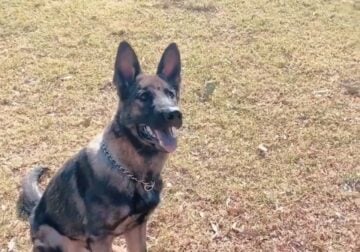Working line Czech Shepherd AKC