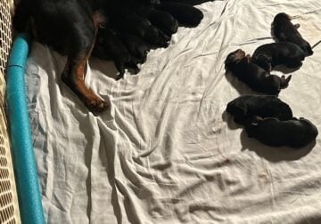 Rottweiler puppies