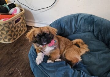 Pekingese