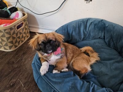 Pekingese