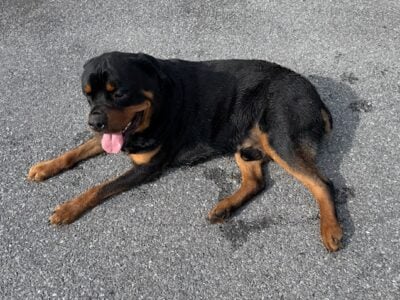Rehoming Axel
