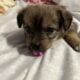 Yorkie Shih Tzu Mix LITTER OF 5