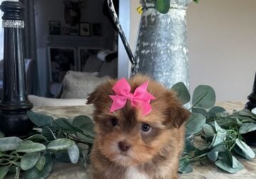 Petunia Girl