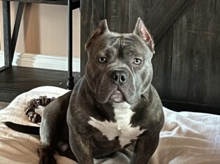 One year old blue brindle American bully