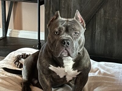 One year old blue brindle American bully