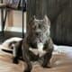 One year old blue brindle American bully