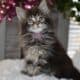 Maine coon