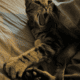 Senior tabby ZIGGY desperately needs you