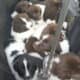 AKC Landseer Newfoundland Puppies