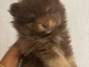 Pomeranian Puppies