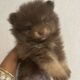 Pomeranian Puppies