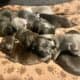 Bluenose pits for sale