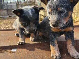 Australian Cattle Blue Heeler