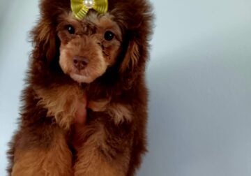 Toy Poodle
