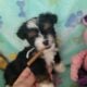 Puppy 3 Chorkie Yorkie & Chihuahua Designer Breed