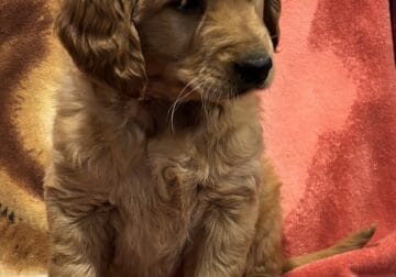 AKC Golden Retriever Puppies