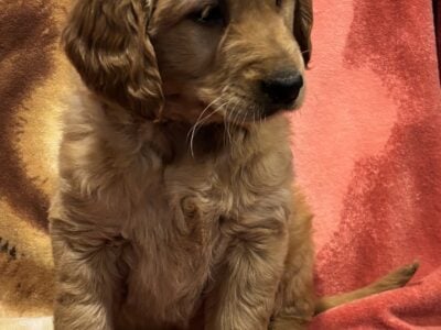 AKC Golden Retriever Puppies
