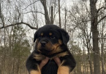 Rottweiler