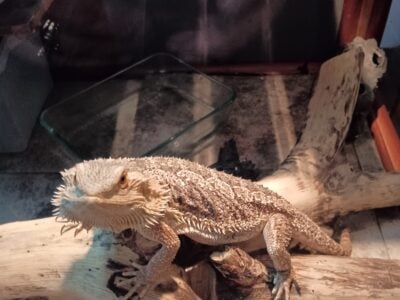 2 year old bearded dragon
