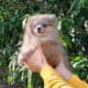 Rare Exotic Silver Merle Pomeranian Puppy Female