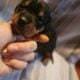 Pitbull/Mini Dashound puppies