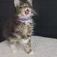 Maine Coon Kittens