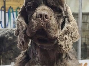Cocker Spaniel Young Adult