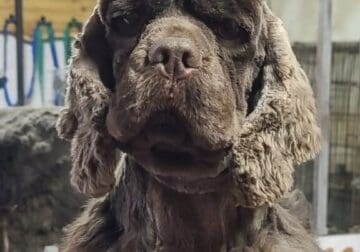 Cocker Spaniel Young Adult