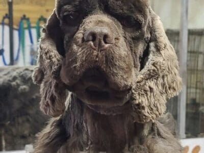 Cocker Spaniel Young Adult